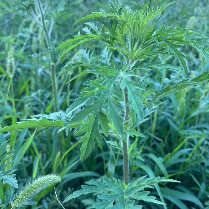 Du betrachtest gerade Ragweed