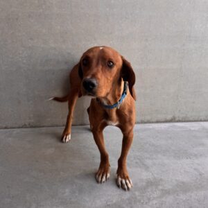 Mehr über den Artikel erfahren Hund gefunden